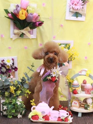 20230322茶々丸くん